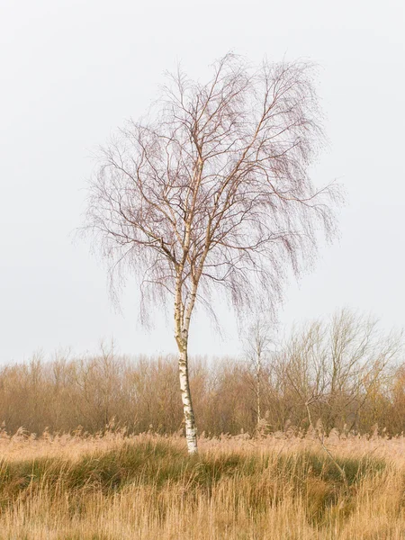 Betulla d'argento nuda (Betula pendula ) — Foto Stock