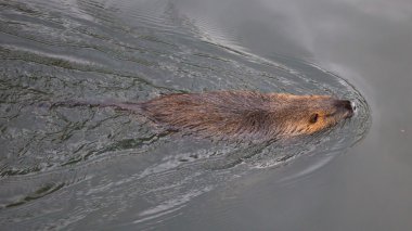 Myocastor adatavşanları, tek memeli