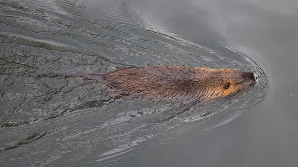 Myocastor coypus, jediný savec — Stock fotografie