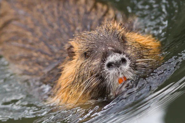 Myocastor coypus, solo mamífero — Foto de Stock