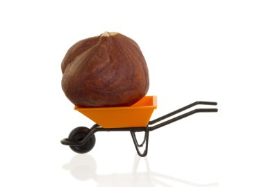 Bir fındık içindeki turuncu el arabası (minyatür)