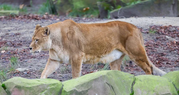 Löwe in Alarmbereitschaft — Stockfoto