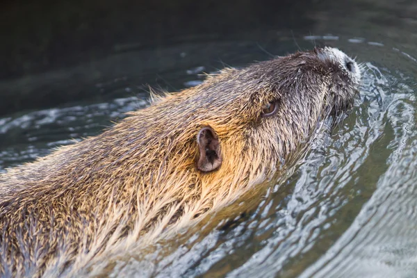 Myocastor coypus, mammifero singolo — Foto Stock