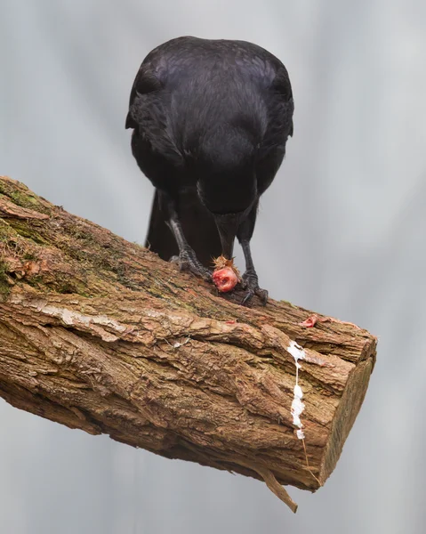 Corvo preto comendo — Fotografia de Stock