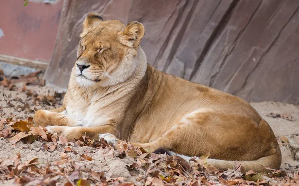 Leijona hälytyksessä — kuvapankkivalokuva