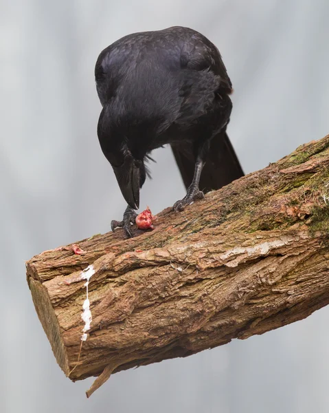 Corbeau noir mangeant — Photo