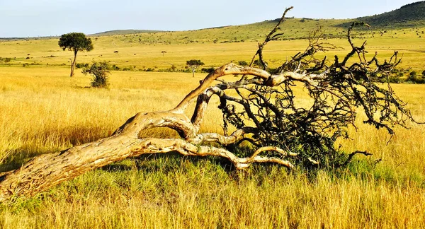 Een Typisch Masai Mara Landschap — Stockfoto