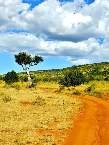 Landschap Van Afrika Kenia Safari Trail — Stockfoto