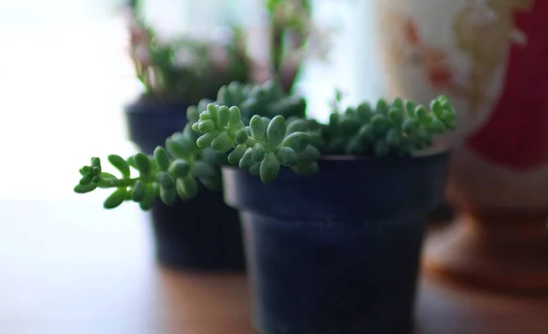 Miniature Plants Indoor Gardening — Stock Photo, Image