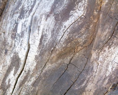 Ahşap doku, doğal arka plan. Ağaç kabuğu çıkıntısı. _ ahşap arkaplan.