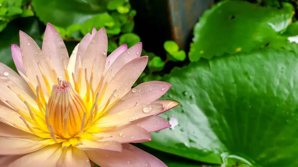 Close Gewas Een Mooie Roze Lotus Bloem Bloeien Een Tuin — Stockfoto