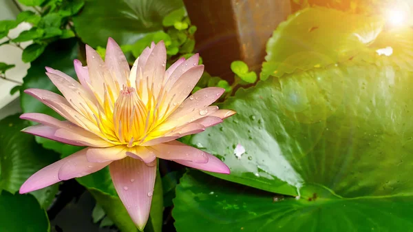 Close Een Mooie Roze Lotus Bloem Bloeien Een Tuin Met — Stockfoto