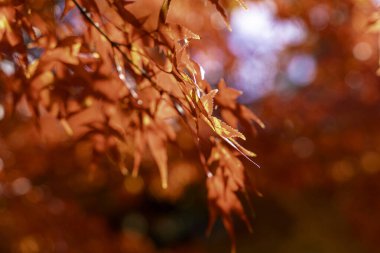 Closeup and crop the vibrant red foliage of a Japanese maple tree in autumn season.
