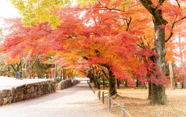 Scenery view of vibrant autumn foliage and Japanese maples in Kyoto's public garden.
