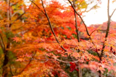 Closeup and crop the vibrant red and orange foliage of a Japanese maple tree in autumn season on bright sky background.
