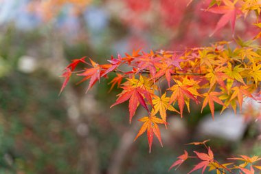 Closeup and crop the vibrant red foliage of a Japanese maple tree in autumn season on blurred background.