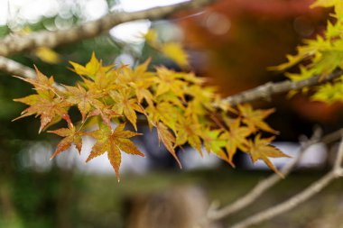 Closeup and crop orange foliage of a Japanese maple tree in autumn season on blurred background.