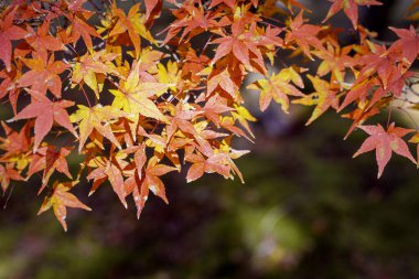 Closeup and crop the vibrant red foliage of a Japanese maple tree in autumn season on blurred background.