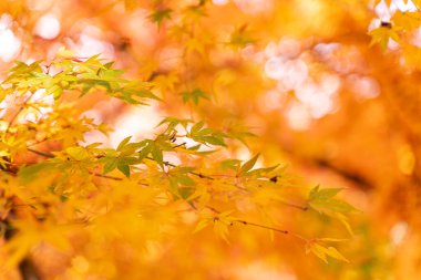 Japon akçaağaç dalının sonbahar mevsiminde canlı turuncu renginin yakın çekim manzarası ve bulanık arkaplan.