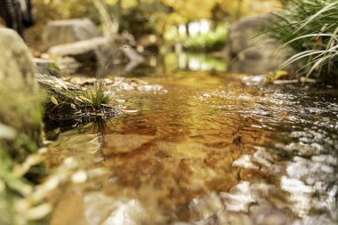 Sonbahar mevsiminde akan küçük yeşil bitkiler ve otlarla doğal bir su özelliğini kapatın..