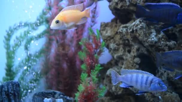 多彩水族馆与游泳的鱼 免版税图库视频片段