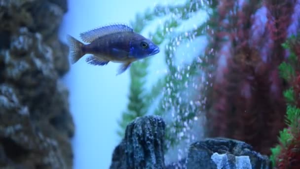 Kleurrijke aquarium met vissen zwemmen — Stockvideo