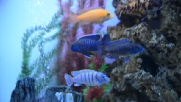 Färgglada akvarium med fiskar simma — Stockvideo