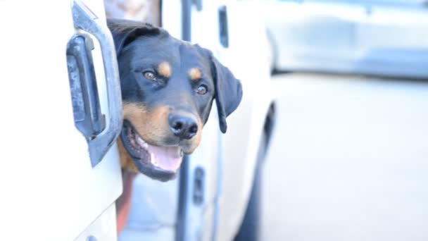 Rottweiler köpek namlu bir arabada — Stok video