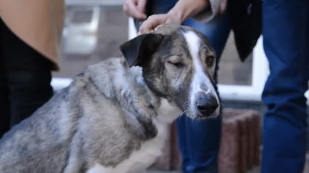 Perro cruzado gris — Vídeo de stock