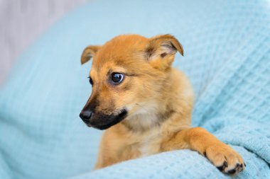 kırmızı köpek yavrusu