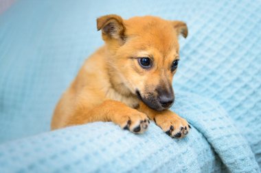 kırmızı köpek yavrusu