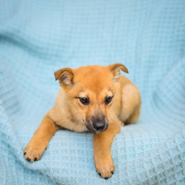 kırmızı köpek yavrusu