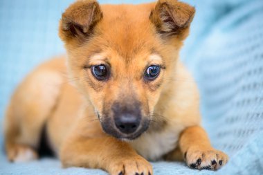 kırmızı köpek yavrusu