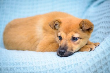 kırmızı köpek yavrusu