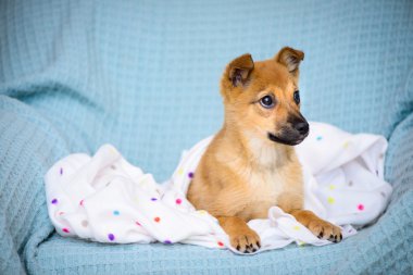 kırmızı köpek yavrusu