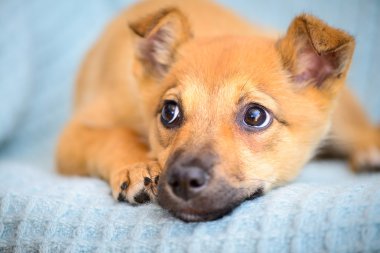 kırmızı köpek yavrusu