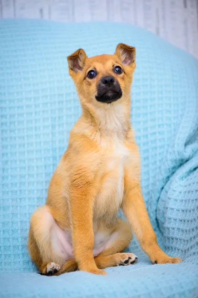 Kırmızı köpek yavrusu — Stok fotoğraf