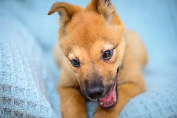 Little red puppy — Stock Photo, Image