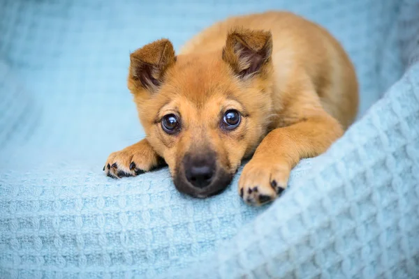 Little red puppy — Stock Photo, Image