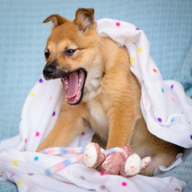 kırmızı köpek yavrusu