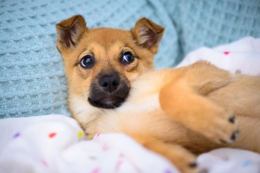 kırmızı köpek yavrusu