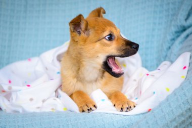 kırmızı köpek yavrusu