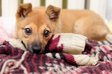 kırmızı köpek yavrusu