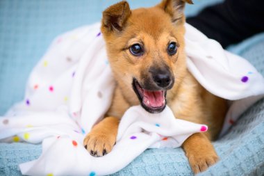 kırmızı köpek yavrusu