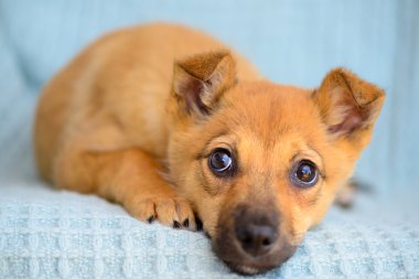 kırmızı köpek yavrusu