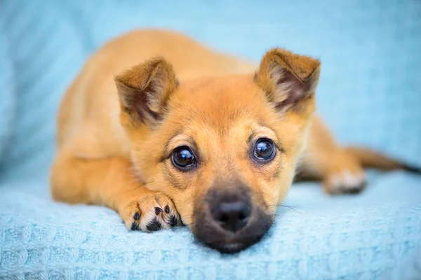 Little red puppy — Stock Photo, Image