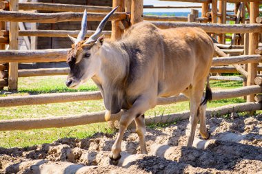 antilop eland hayvan