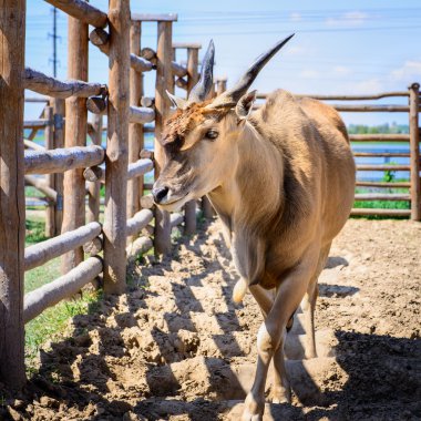 antilop eland hayvan