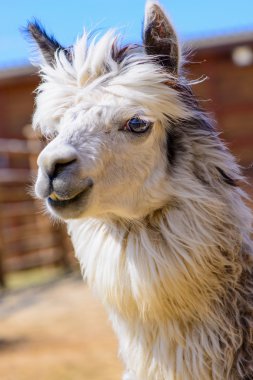 Lama alpaka hayvan