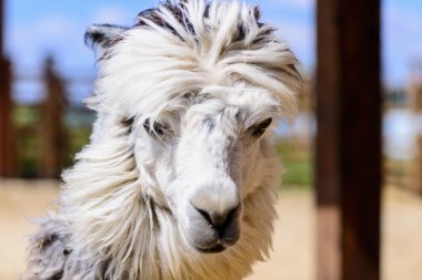 Lama alpaka hayvan
